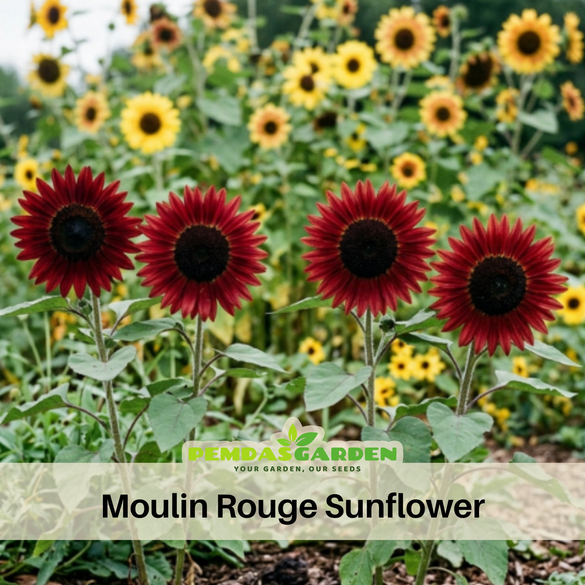 Moulin Rouge Sun Flowers Seeds, 25+ seeds
