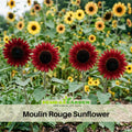 25+ Seeds|Moulin Rouge Sun Flowers Seeds #E015