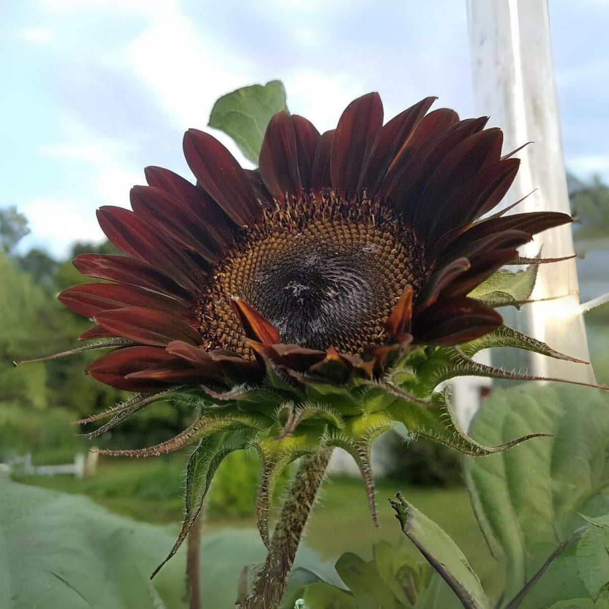 Moulin Rouge Sun Flowers Seeds, 25+ seeds