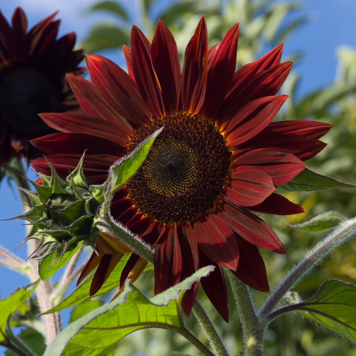 Moulin Rouge Sun Flowers Seeds, 25+ seeds
