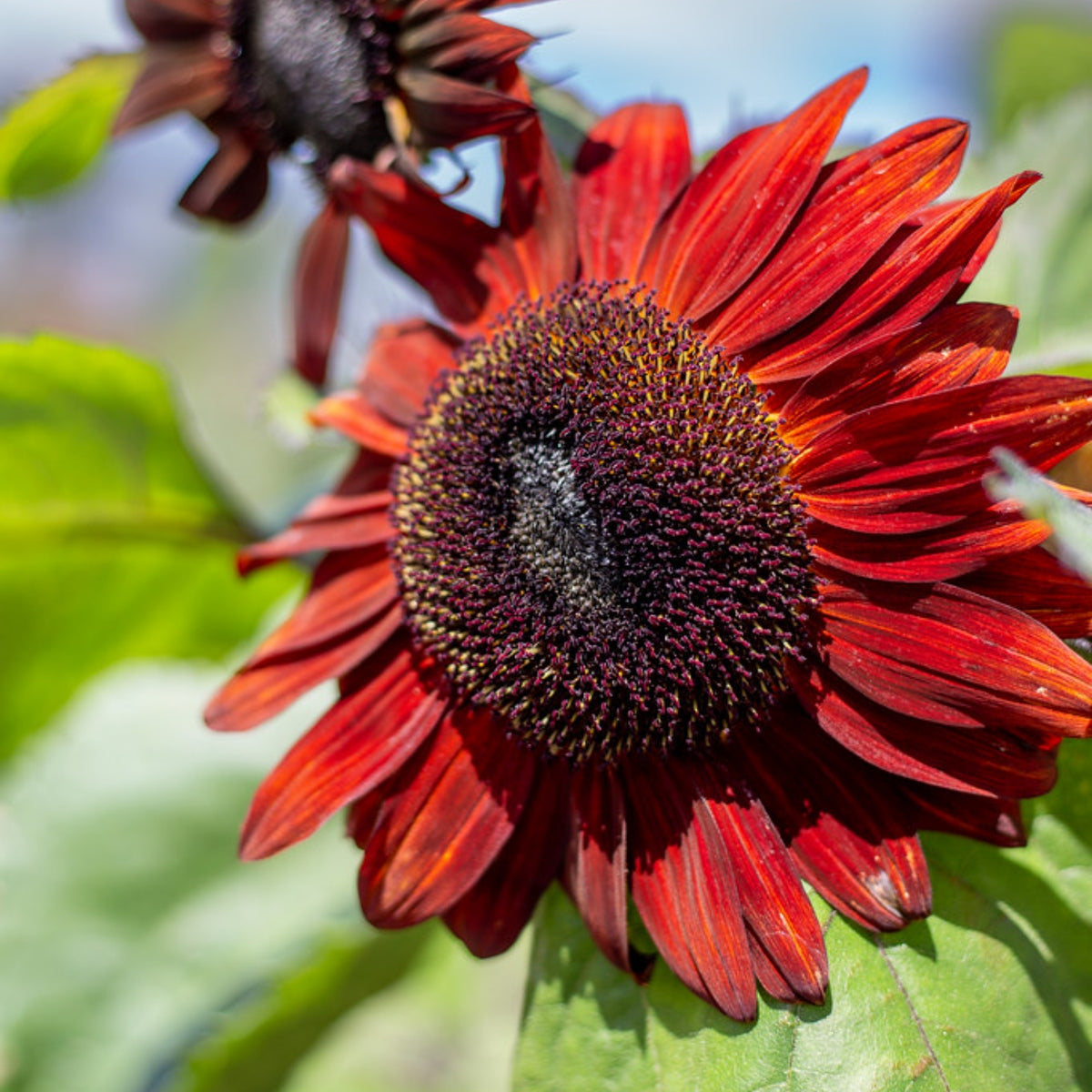 Moulin Rouge Sun Flowers Seeds, 25+ seeds