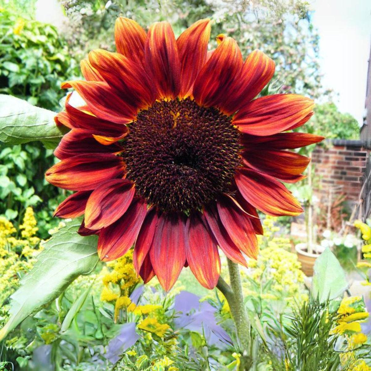 Moulin Rouge Sun Flowers Seeds, 25+ seeds