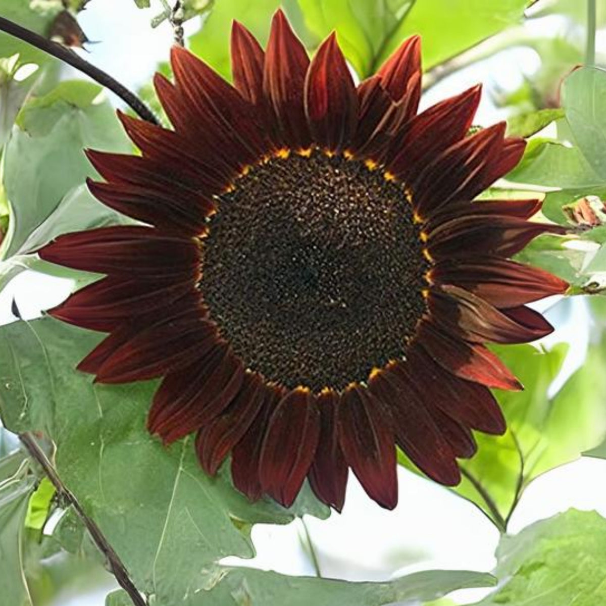 Moulin Rouge Sun Flowers Seeds, 25+ seeds