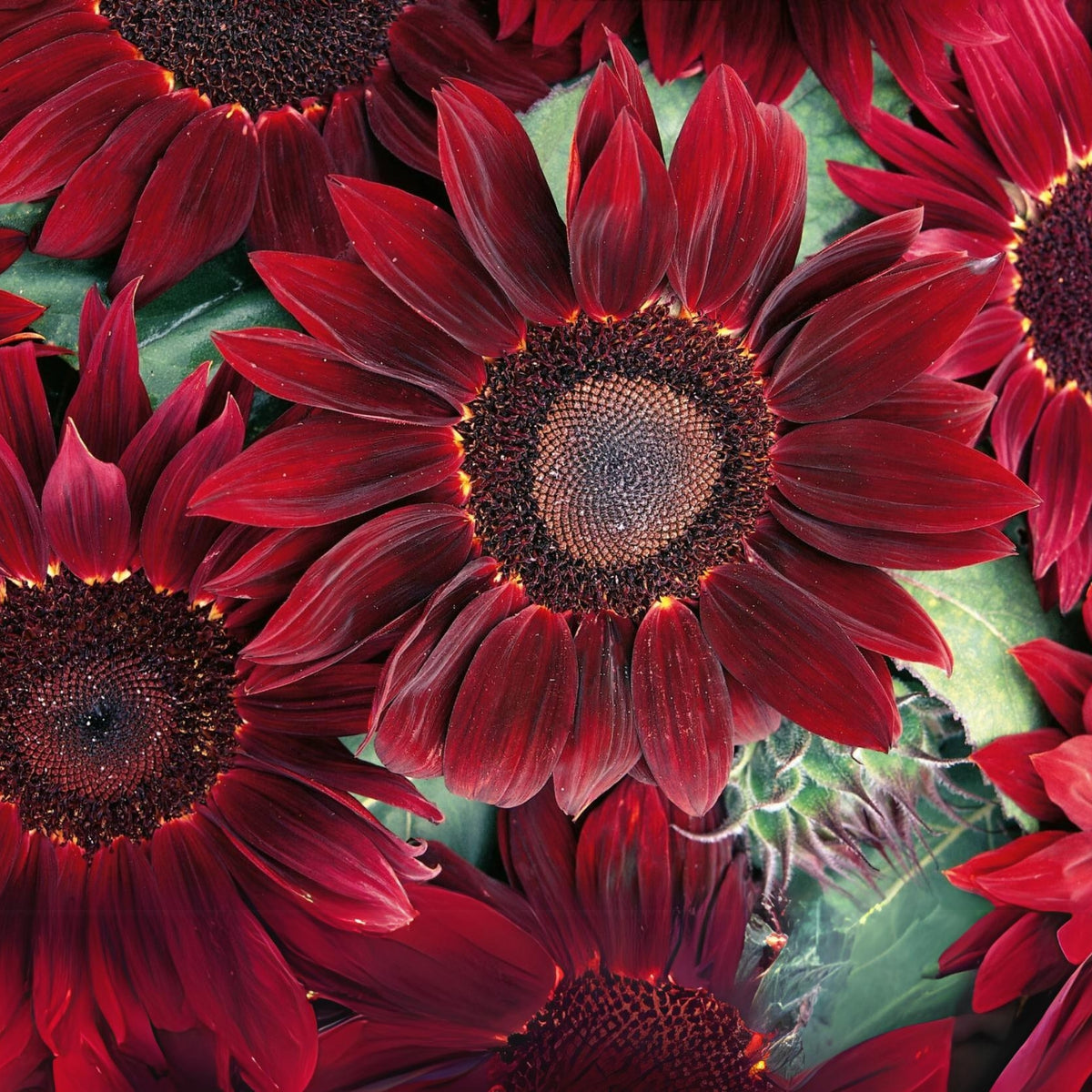 Moulin Rouge Sun Flowers Seeds, 25+ seeds