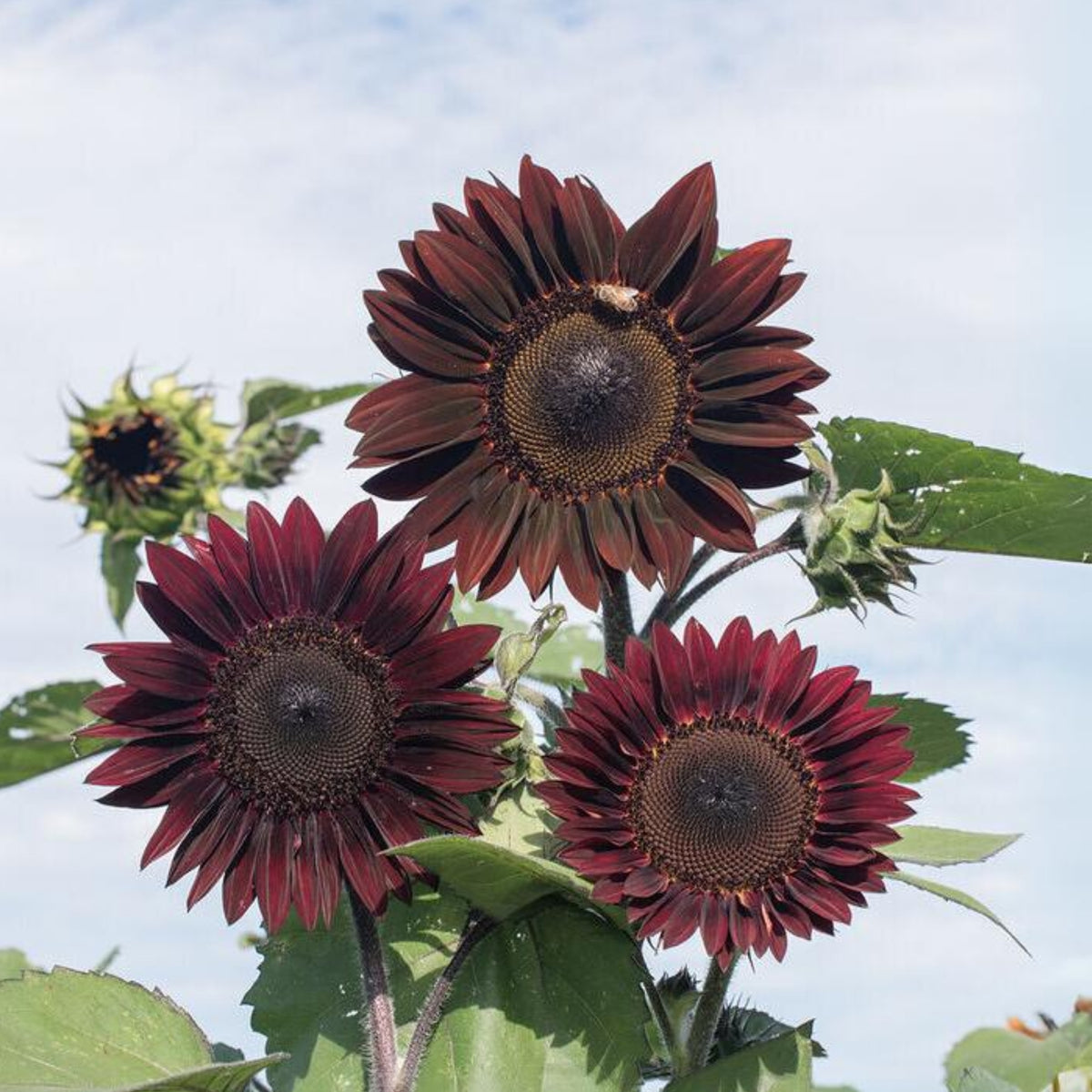 Moulin Rouge Sun Flowers Seeds, 25+ seeds