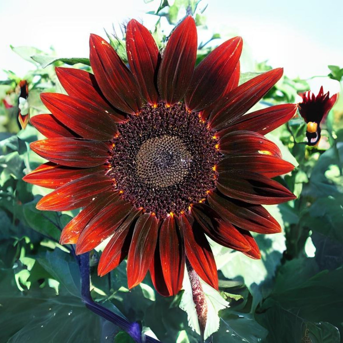 Moulin Rouge Sun Flowers Seeds, 25+ seeds