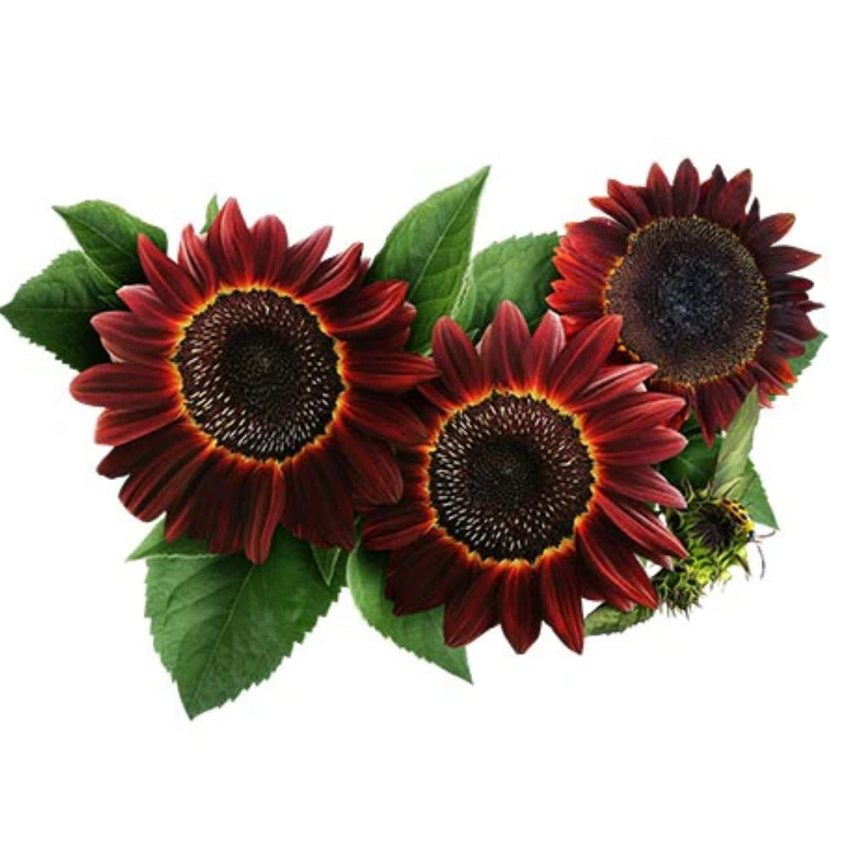 Moulin Rouge Sun Flowers Seeds, 25+ seeds