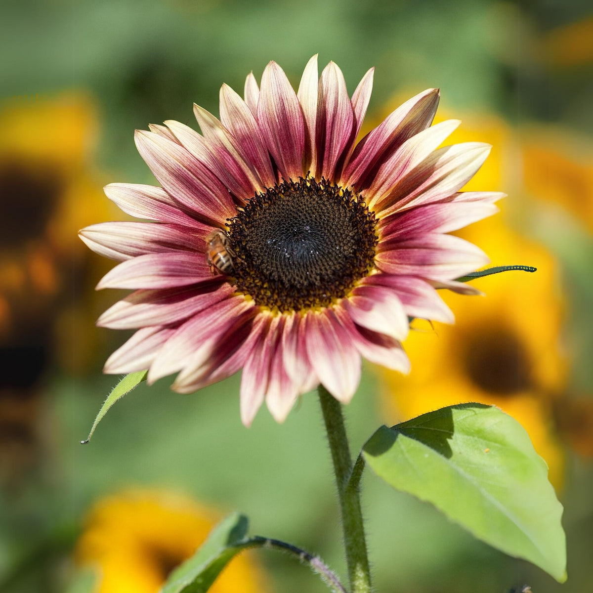 Strawberry Blonde Sunflower Seeds, 25+ seeds