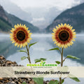 25+ Seeds-Strawberry Blonde Sunflower Seeds - Helianthus Tall Giant and Dwarf Varieties for Garden Pollinator Friendly Easy to Grow, Fast growing, Attracts bees & butterflies #E016