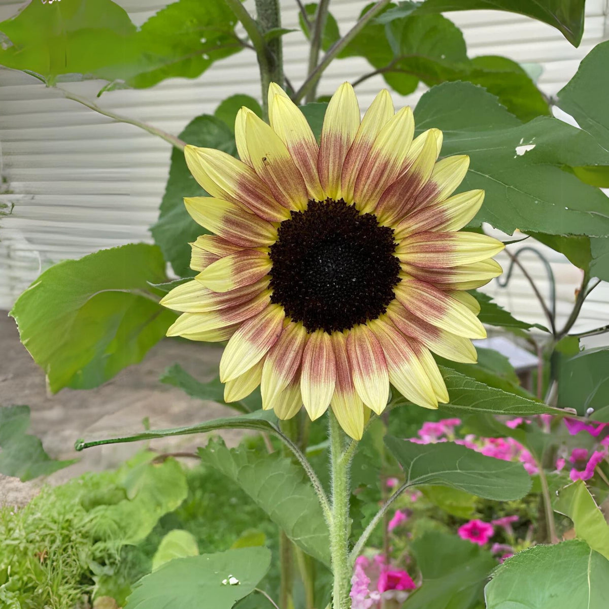Strawberry Blonde Sunflower Seeds, 25+ seeds