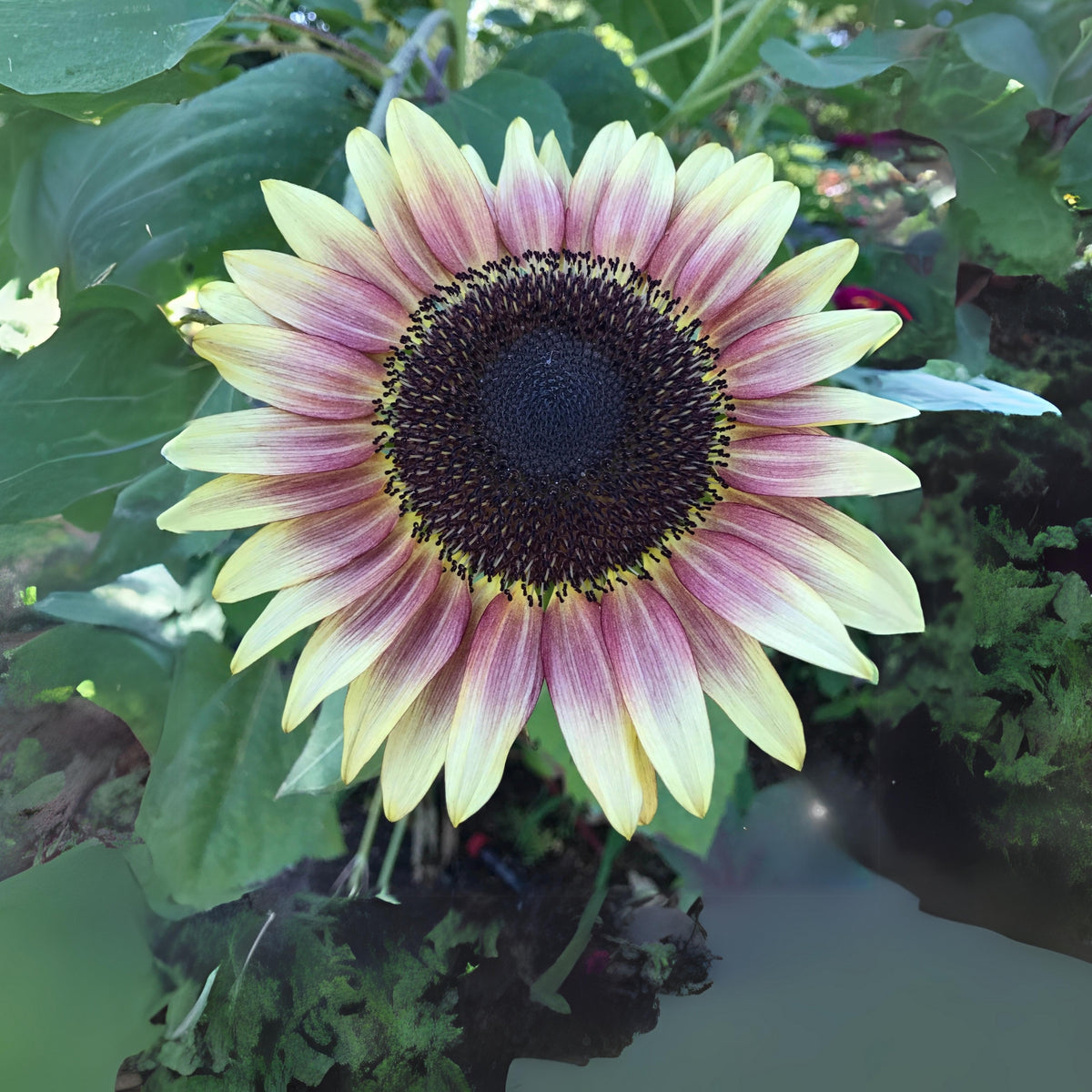 Strawberry Blonde Sunflower Seeds, 25+ seeds