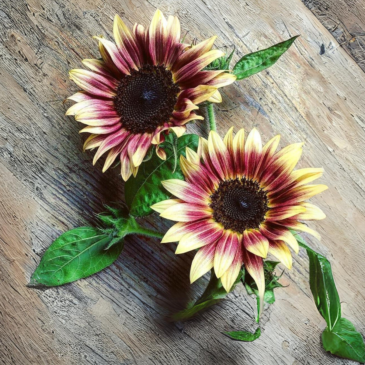 Strawberry Blonde Sunflower Seeds, 25+ seeds