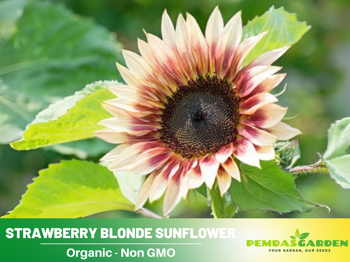 25+ Seeds-Strawberry Blonde Sunflower Seed #E016