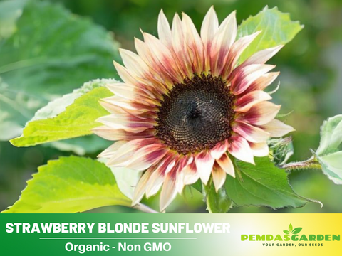 strawberry blonde sunflower seeds 25+ Seeds-Strawberry Blonde Sunflower Seeds