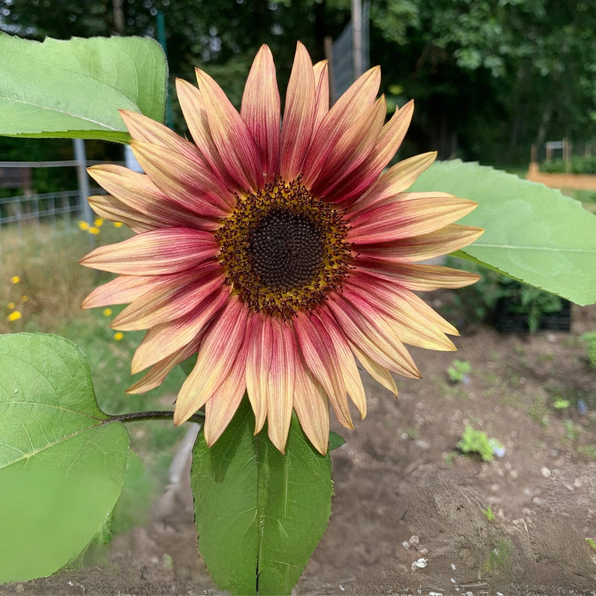 Strawberry Blonde Sunflower Seeds, 25+ seeds