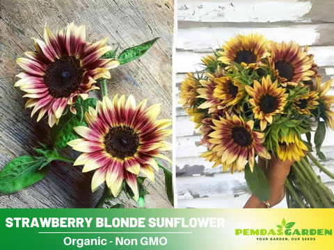 kind strawberry sunflower seed 25+ Seeds-Strawberry Blonde Sunflower Seeds