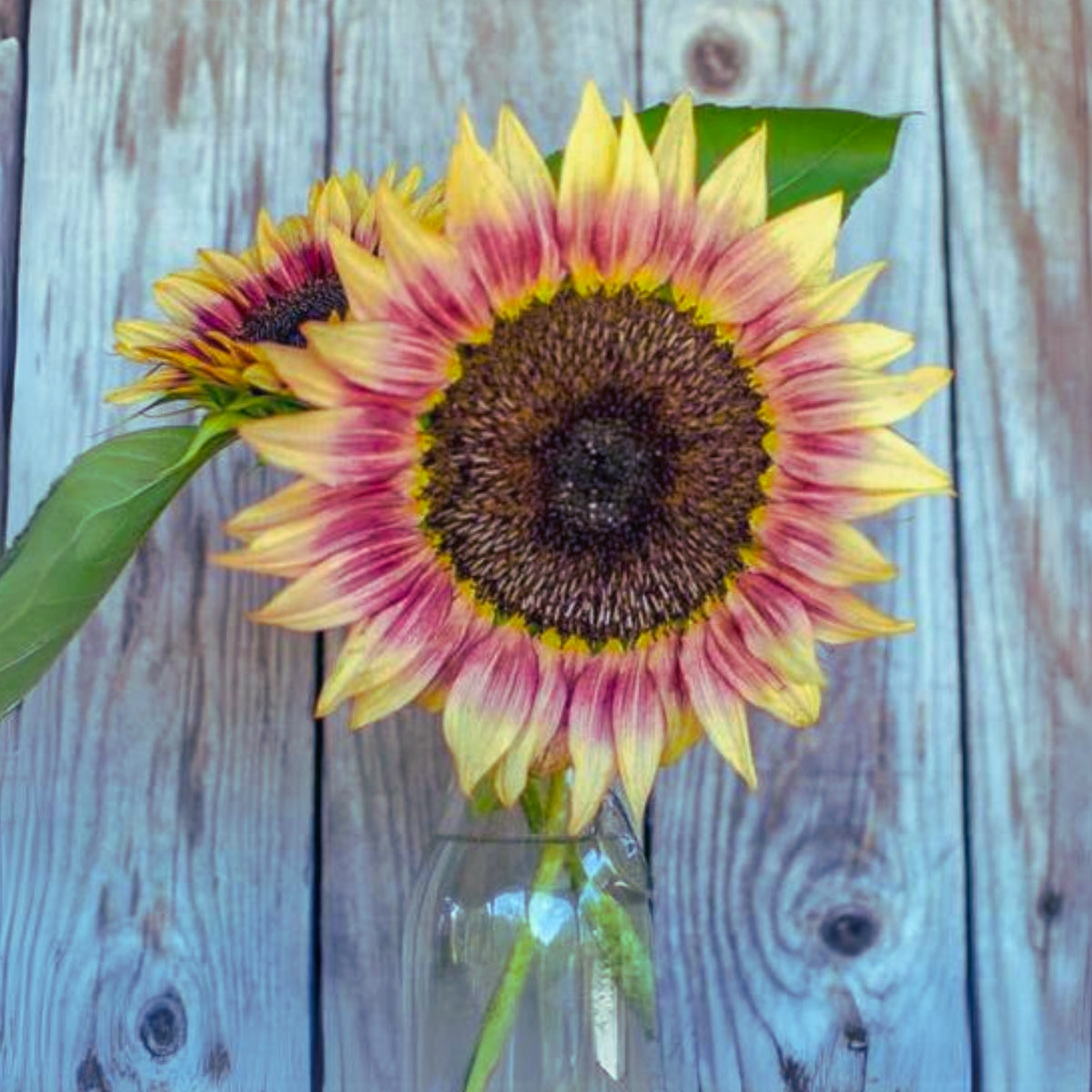 Strawberry Blonde Sunflower Seeds, 25+ seeds