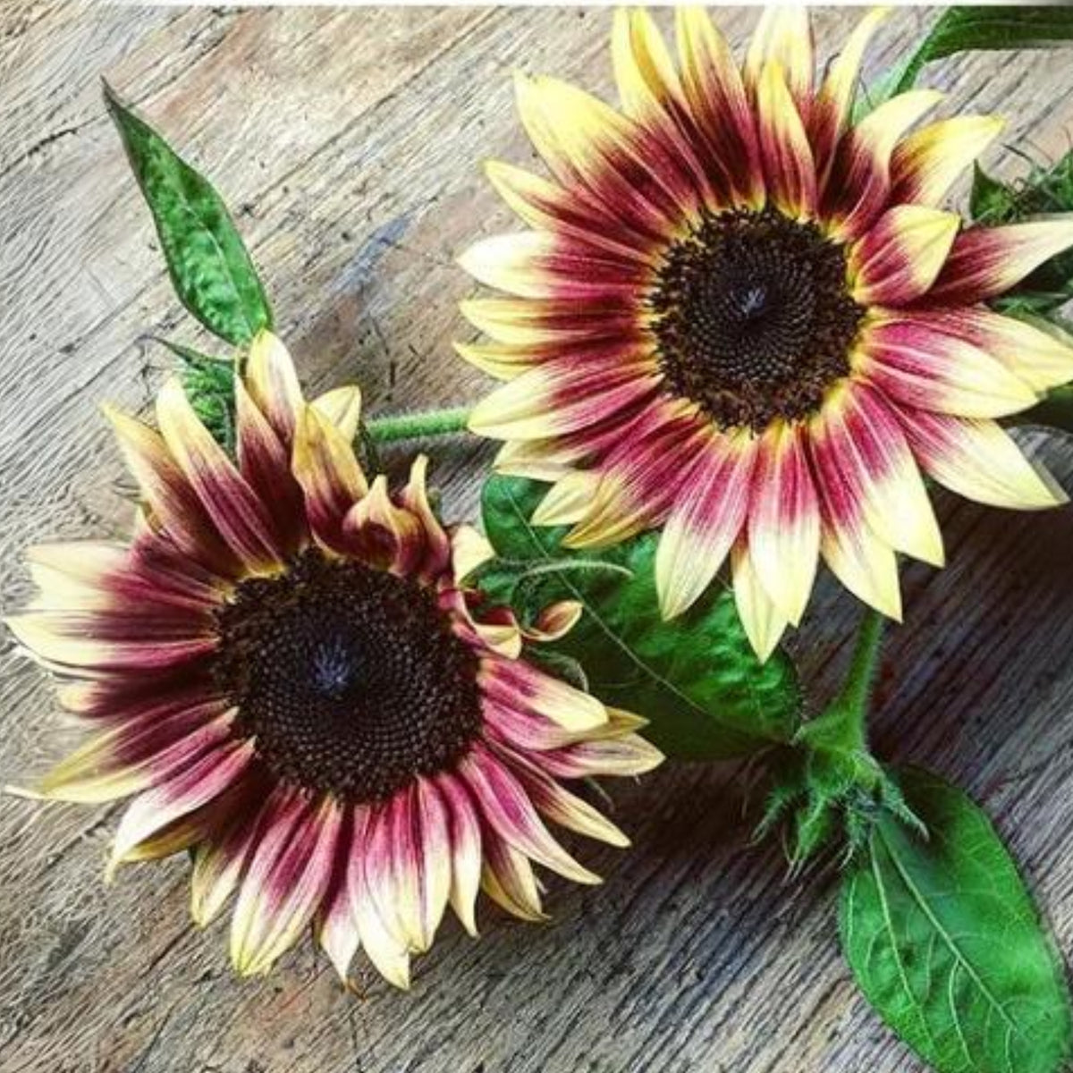 Strawberry Blonde Sunflower Seeds, 25+ seeds