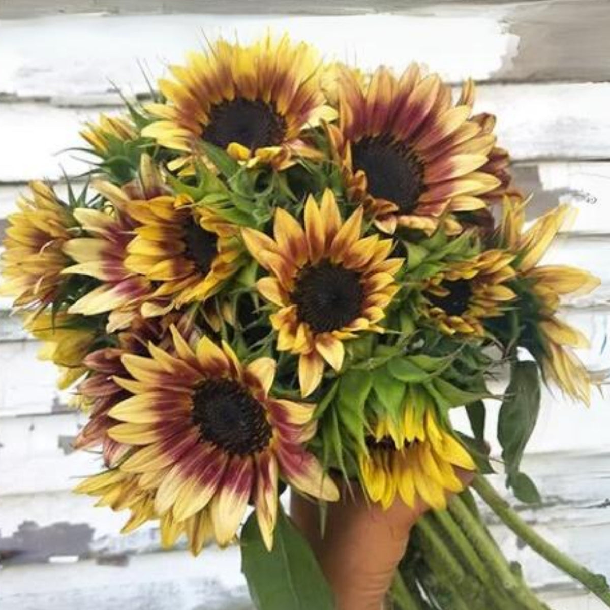 Strawberry Blonde Sunflower Seeds, 25+ seeds