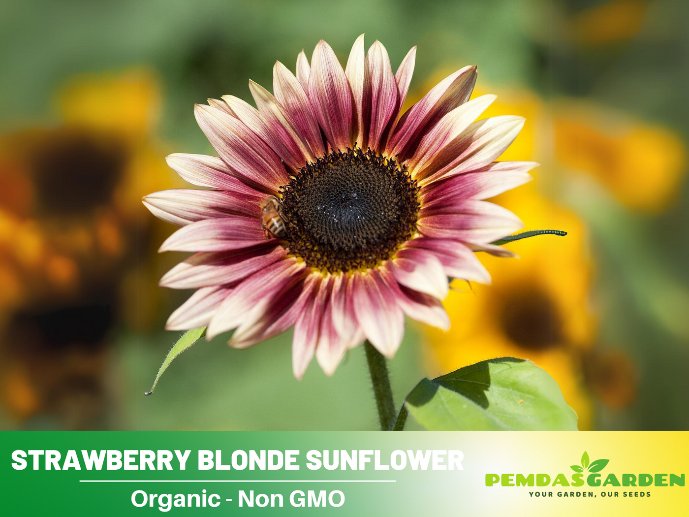 strawberry blonde sunflower seeds 25+ Seeds-Strawberry Blonde Sunflower Seeds