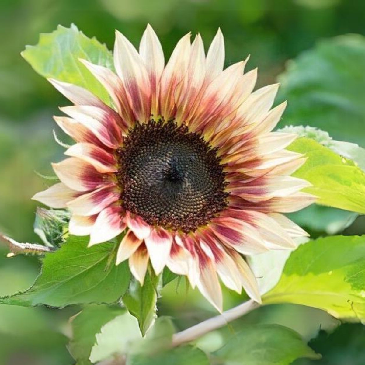 Strawberry Blonde Sunflower Seeds, 25+ seeds