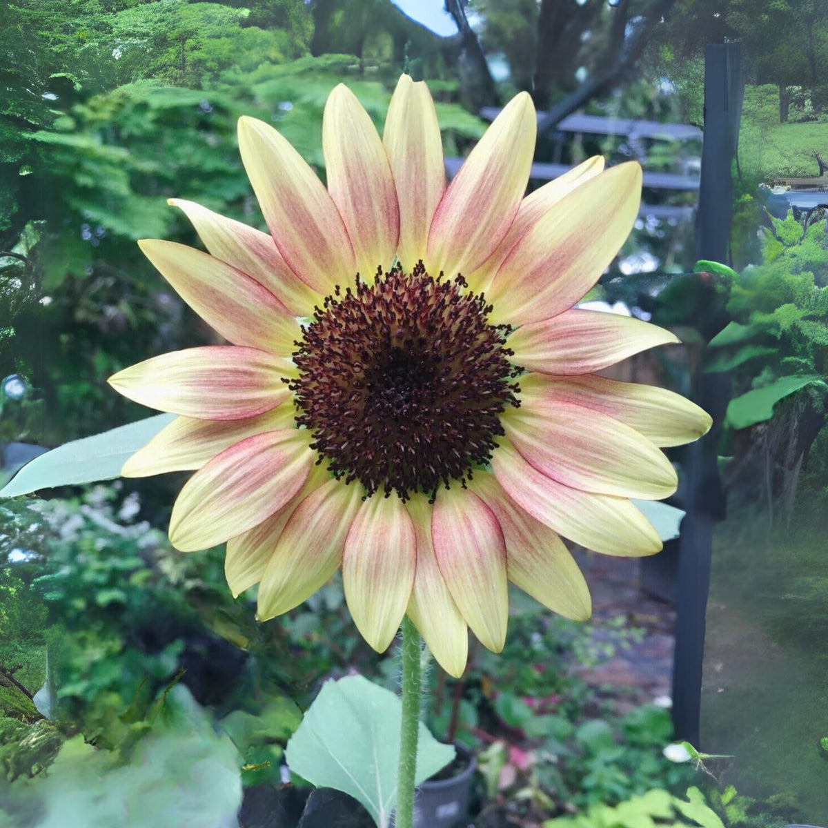 Strawberry Blonde Sunflower Seeds, 25+ seeds