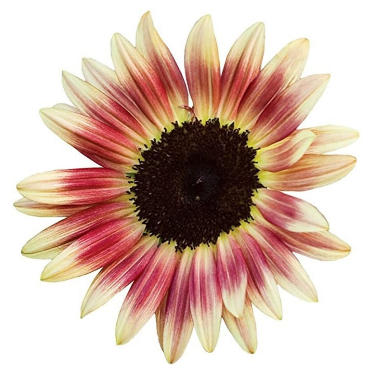 Strawberry Blonde Sunflower Seeds, 25+ seeds