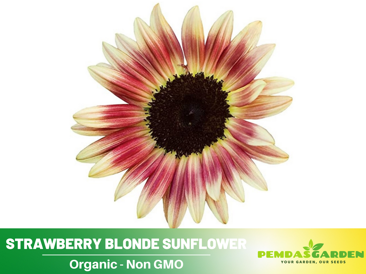 25+ Seeds-Strawberry Blonde Sunflower Seed #E016