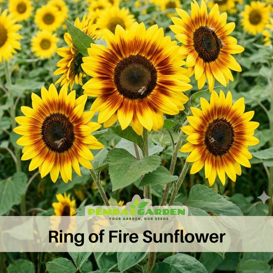 Ring of Fire Sunflower Seeds - Attracts Bees & Butterflies, 25+ seeds