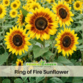 25+ Seeds| Ring of Fire Sunflower Seeds - Helianthus Tall Giant and Dwarf Varieties for Garden Pollinator Friendly Easy to Grow, Fast growing, Attracts bees & butterflies #E017