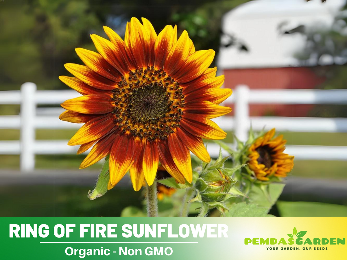 25+ Seeds| Ring of Fire Sunflower Seed #E017