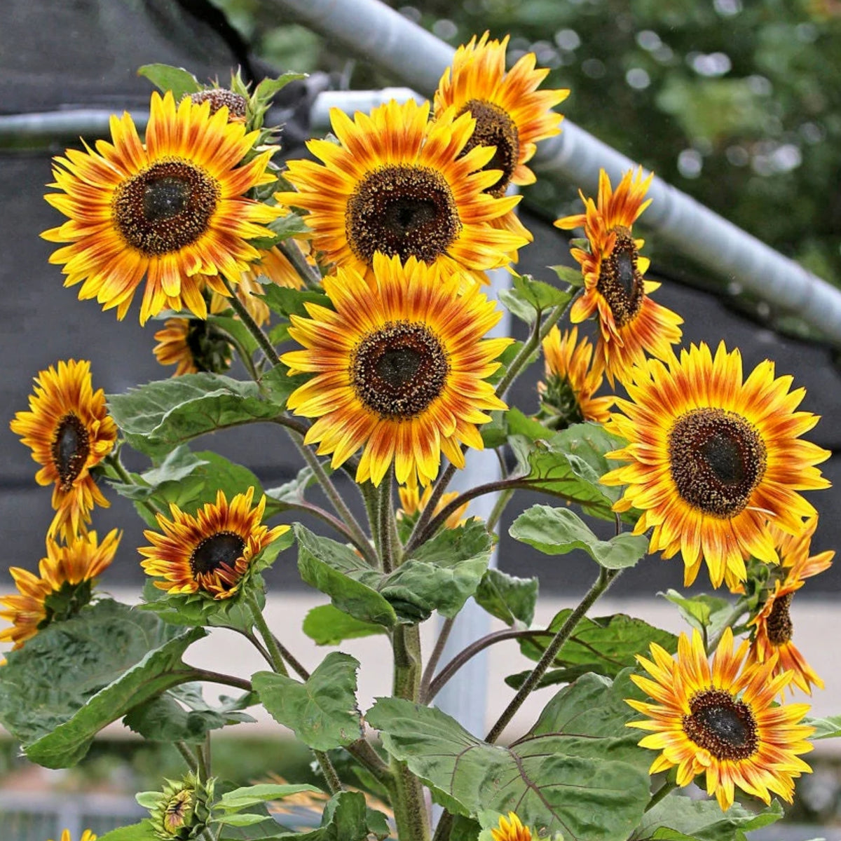 Ring of Fire Sunflower Seeds - Attracts Bees & Butterflies, 25+ seeds