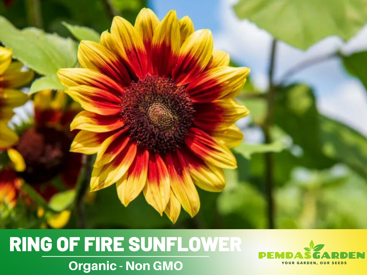 25+ Seeds| Ring of Fire Sunflower Seed #E017