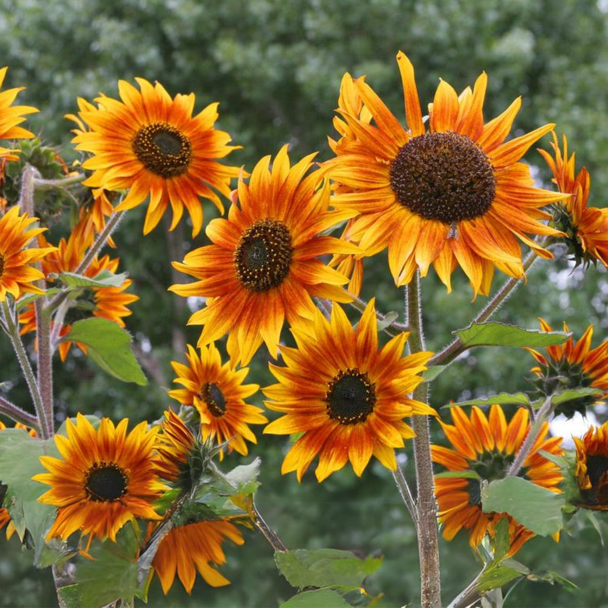Ring of Fire Sunflower Seeds - Attracts Bees & Butterflies, 25+ seeds