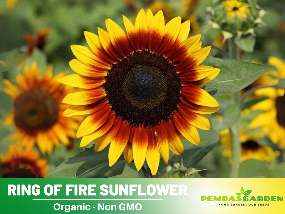 25+ Seeds| Ring of Fire Sunflower Seed #E017