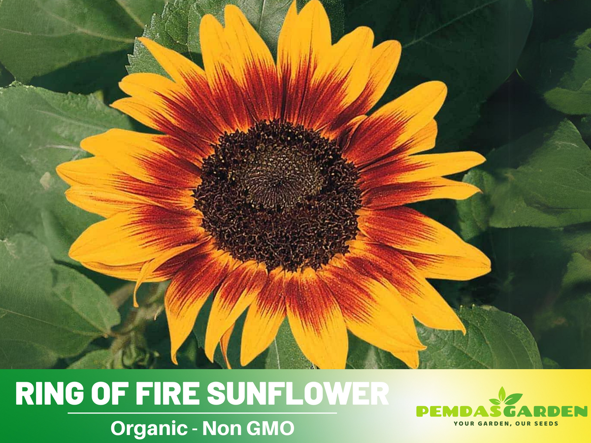 25+ Seeds| Ring of Fire Sunflower Seed #E017