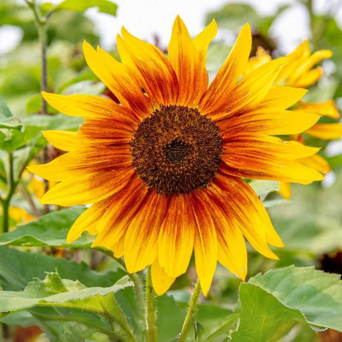 Ring of Fire Sunflower Seeds - Attracts Bees & Butterflies, 25+ seeds