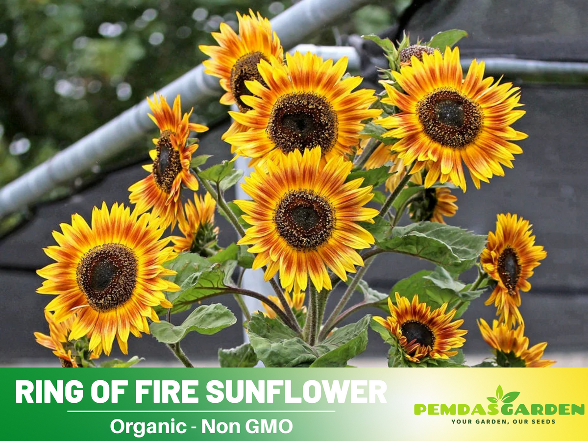 25+ Seeds| Ring of Fire Sunflower Seed #E017