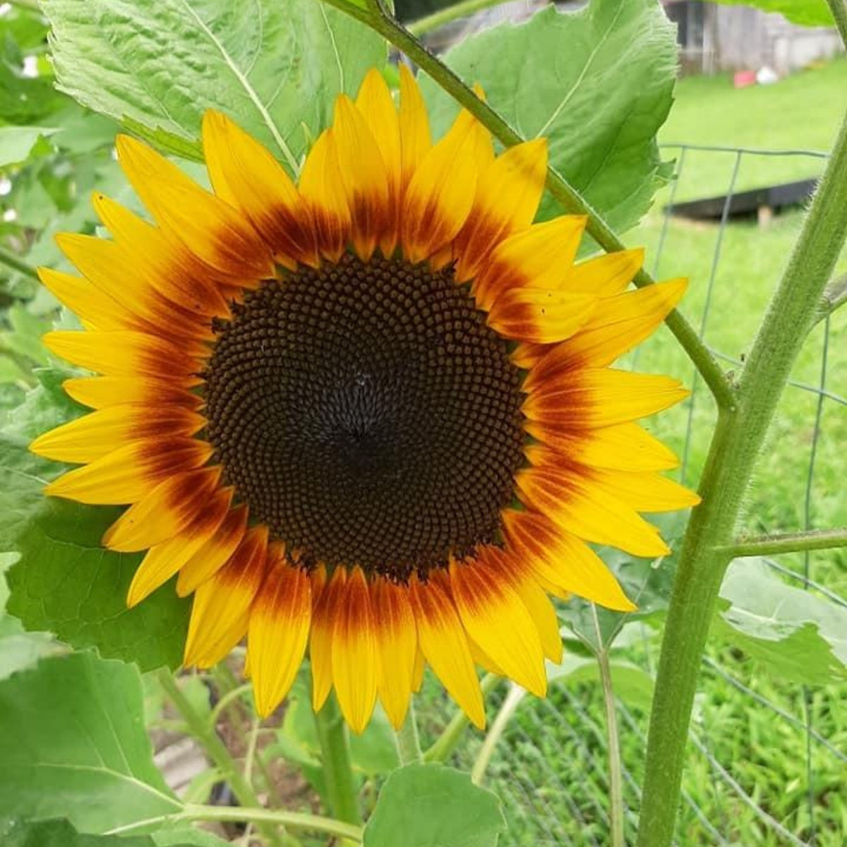 Ring of Fire Sunflower Seeds - Attracts Bees & Butterflies, 25+ seeds