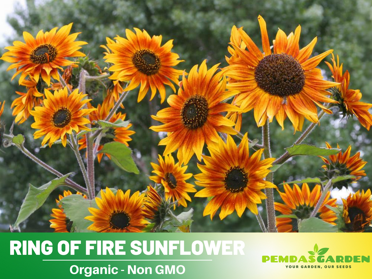 25+ Seeds| Ring of Fire Sunflower Seed #E017