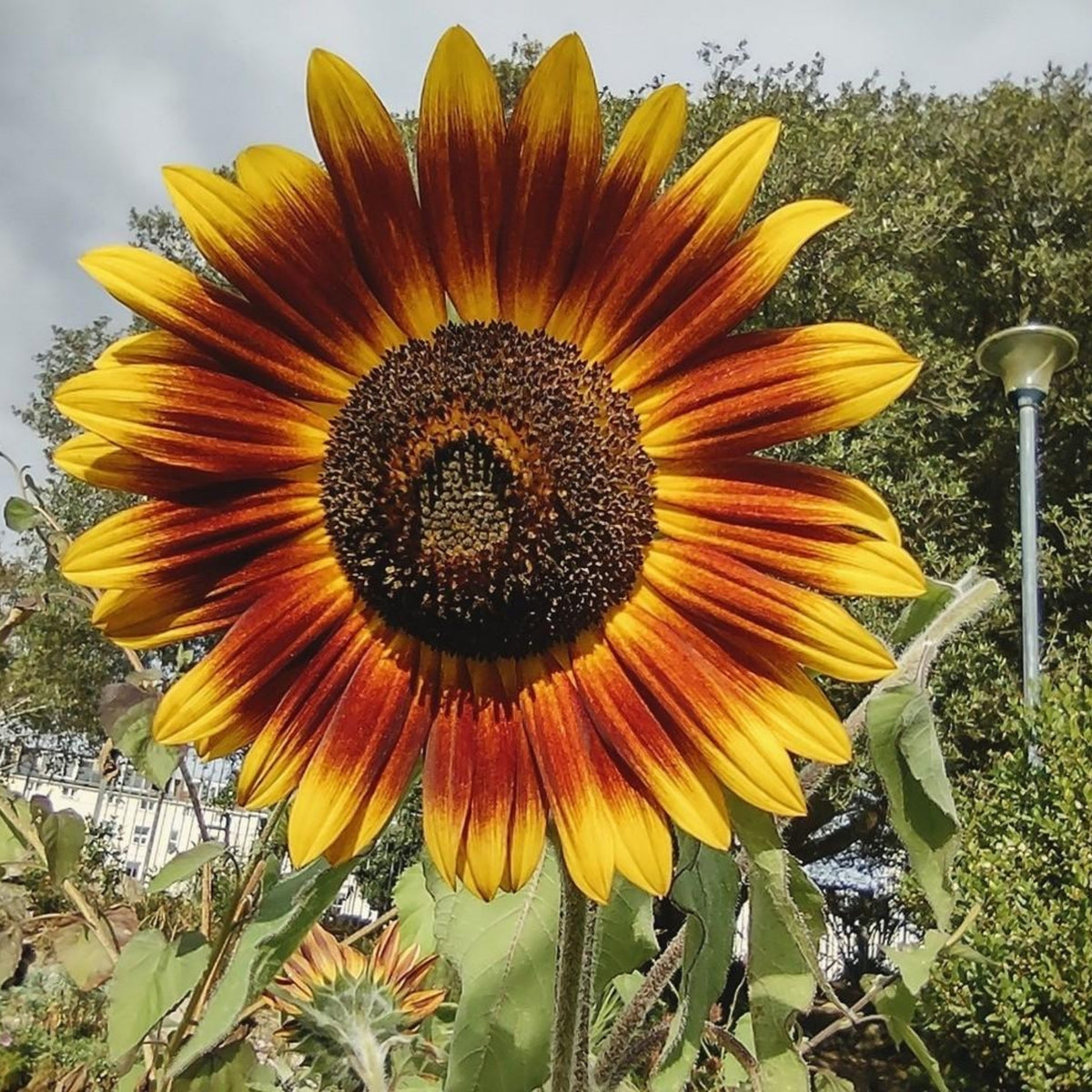 Ring of Fire Sunflower Seeds - Attracts Bees & Butterflies, 25+ seeds