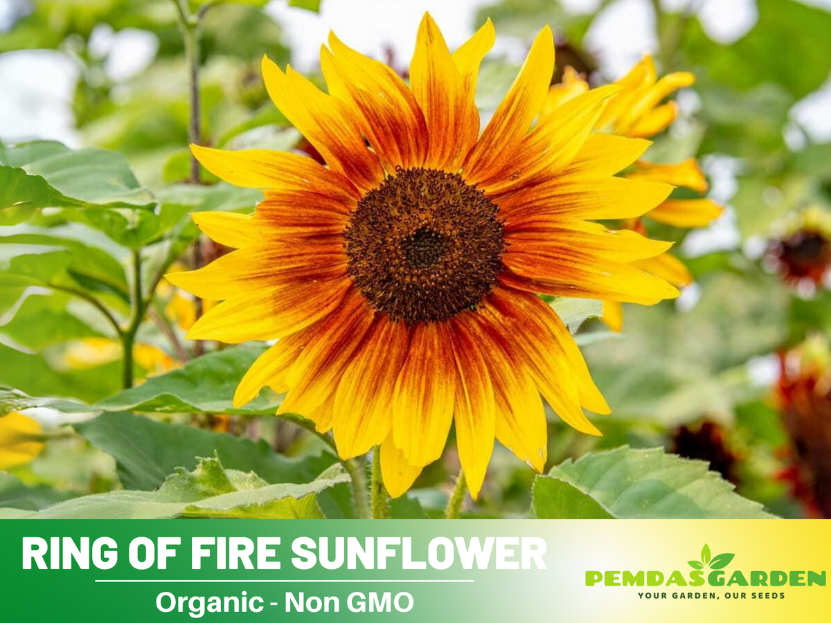 25+ Seeds| Ring of Fire Sunflower Seed #E017