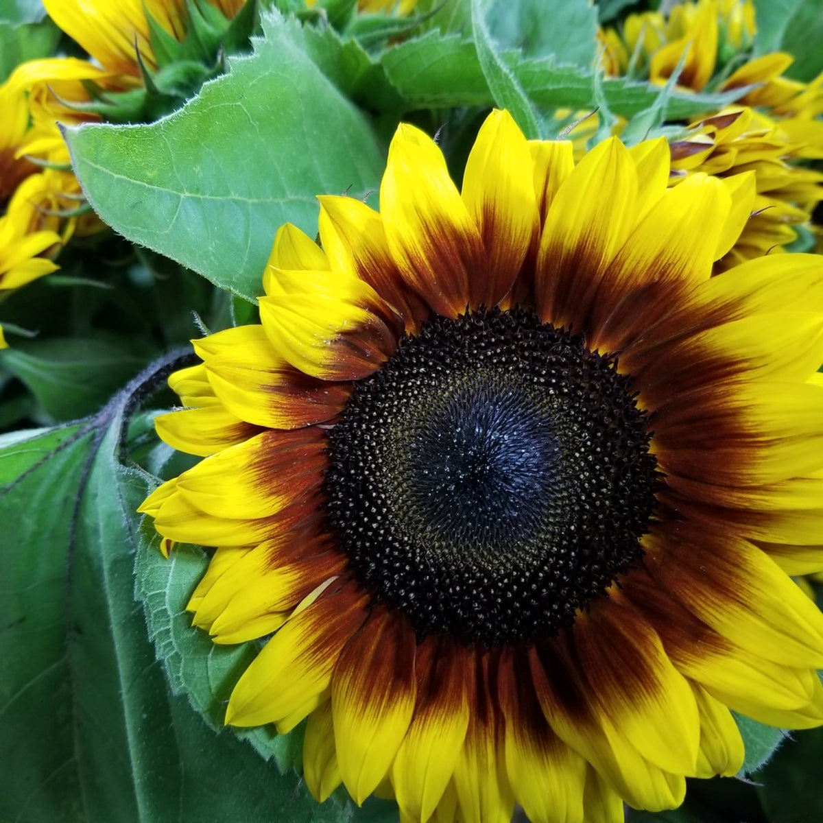 Ring of Fire Sunflower Seeds - Attracts Bees & Butterflies, 25+ seeds
