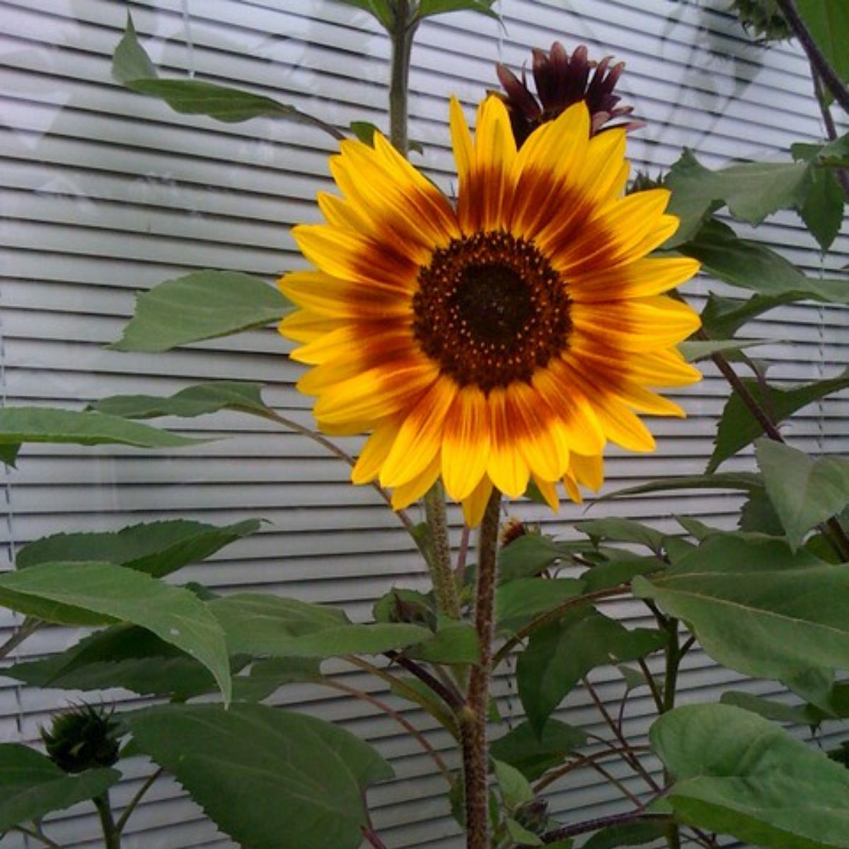 Ring of Fire Sunflower Seeds - Attracts Bees & Butterflies, 25+ seeds