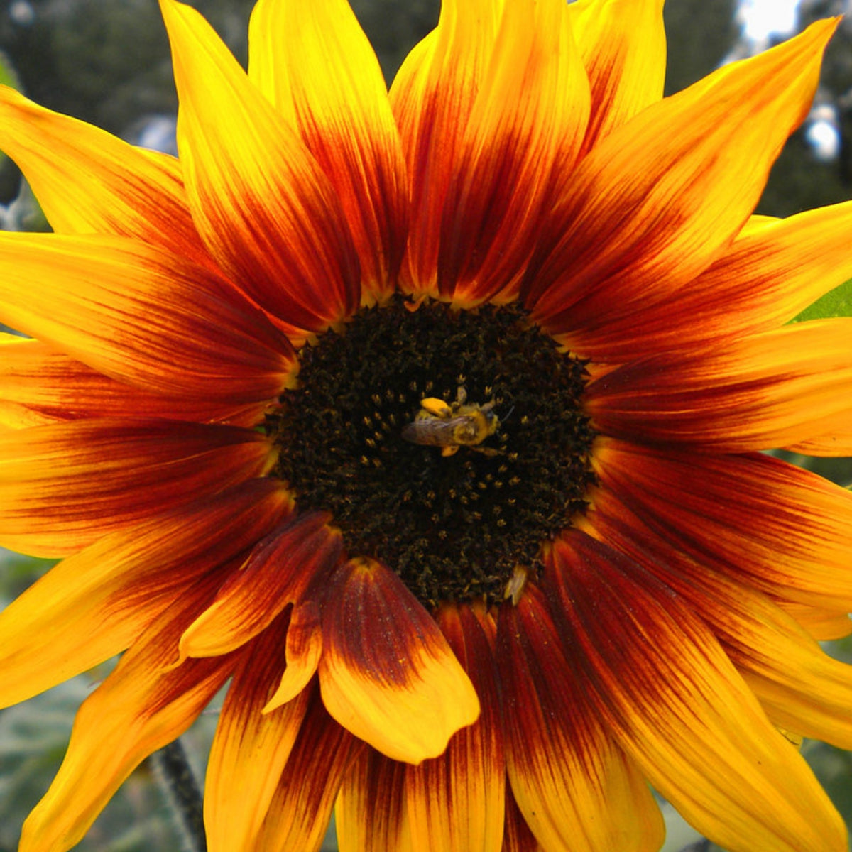 Ring of Fire Sunflower Seeds - Attracts Bees & Butterflies, 25+ seeds