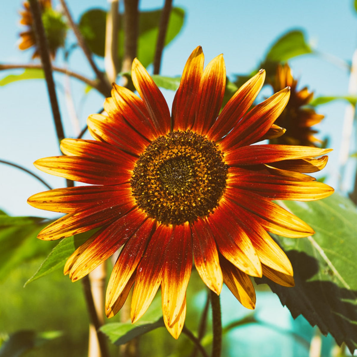 Ring of Fire Sunflower Seeds - Attracts Bees & Butterflies, 25+ seeds