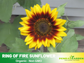 25+ Seeds| Ring of Fire Sunflower Seeds - Helianthus Tall Giant and Dwarf Varieties for Garden Pollinator Friendly Easy to Grow, Fast growing, Attracts bees & butterflies #E017