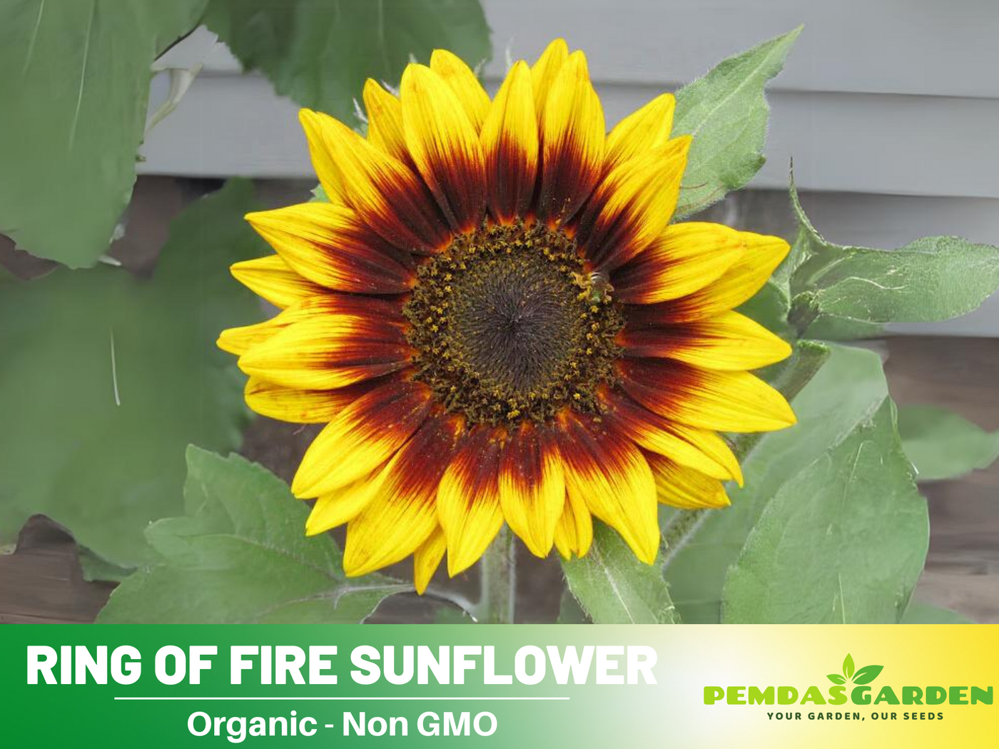 types of sunflower seeds for planting 25+ Seeds| Ring of Fire Sunflower Seeds