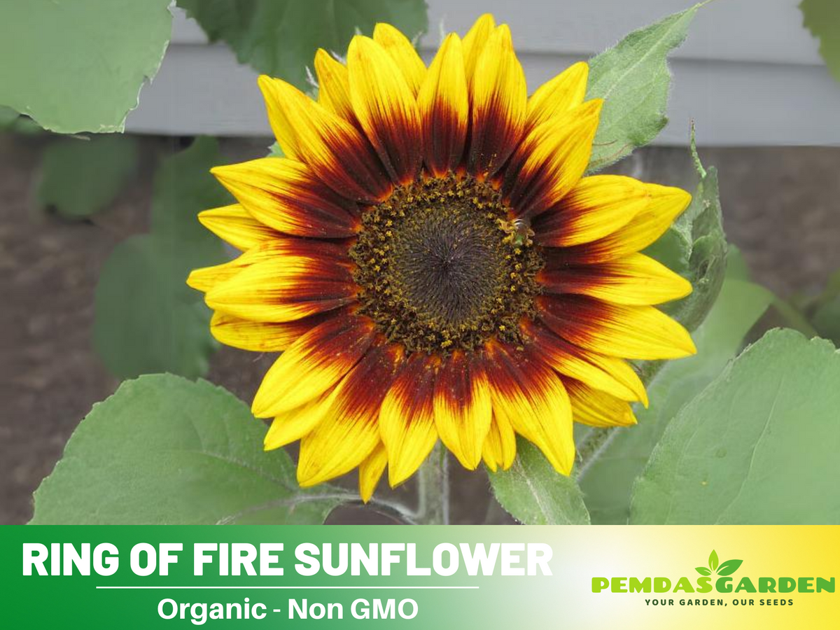 25+ Seeds| Ring of Fire Sunflower Seed #E017