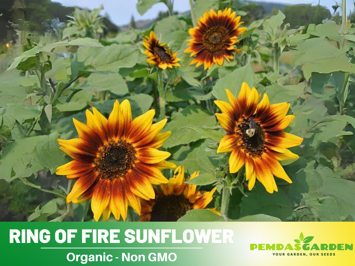 25+ Seeds| Ring of Fire Sunflower Seed #E017